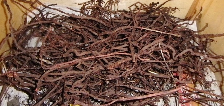 Racines récoltées et séchées